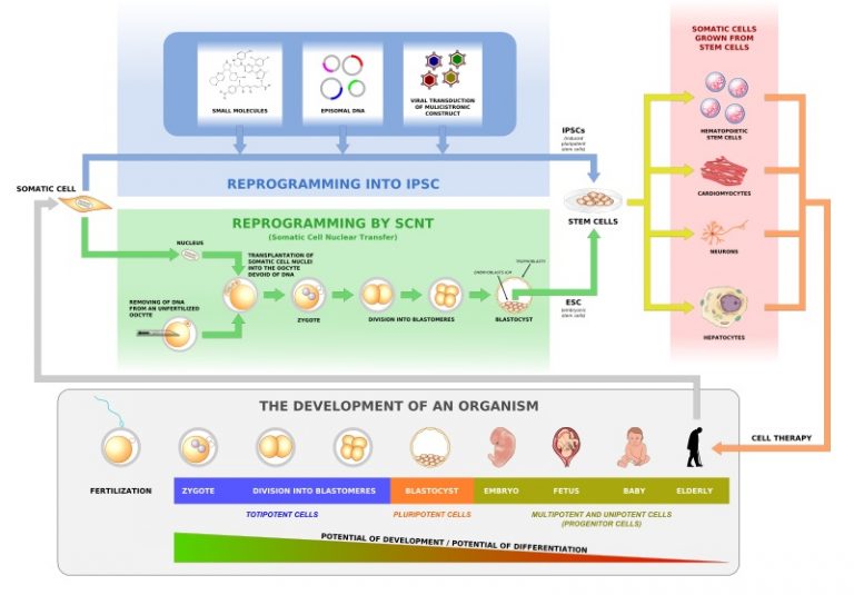 What is the Difference Between Therapeutic and Reproductive Cloning