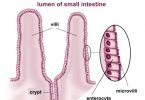 Difference Between Villi and Microvilli