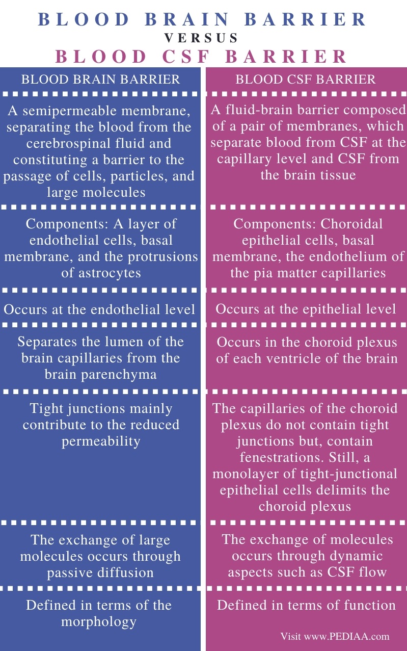 Difference Between Blood Brain Barrier and Blood CSF Barrier - Comparison Summary