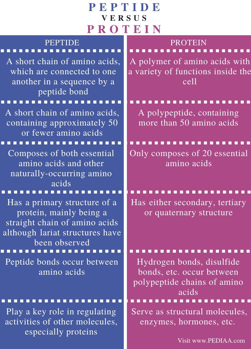 Difference Between Peptide and Protein - Comparison Summary
