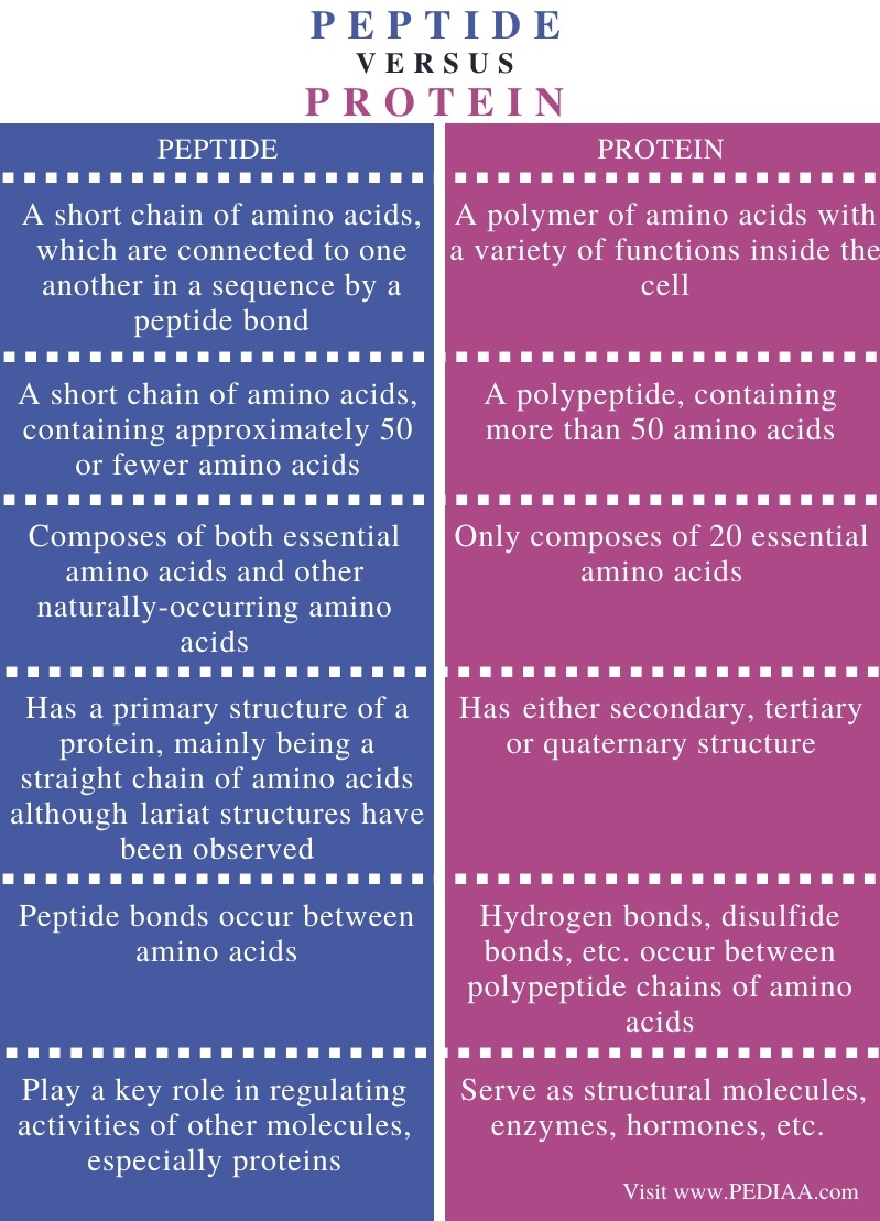 what-is-the-difference-between-peptide-and-protein-pediaa-com