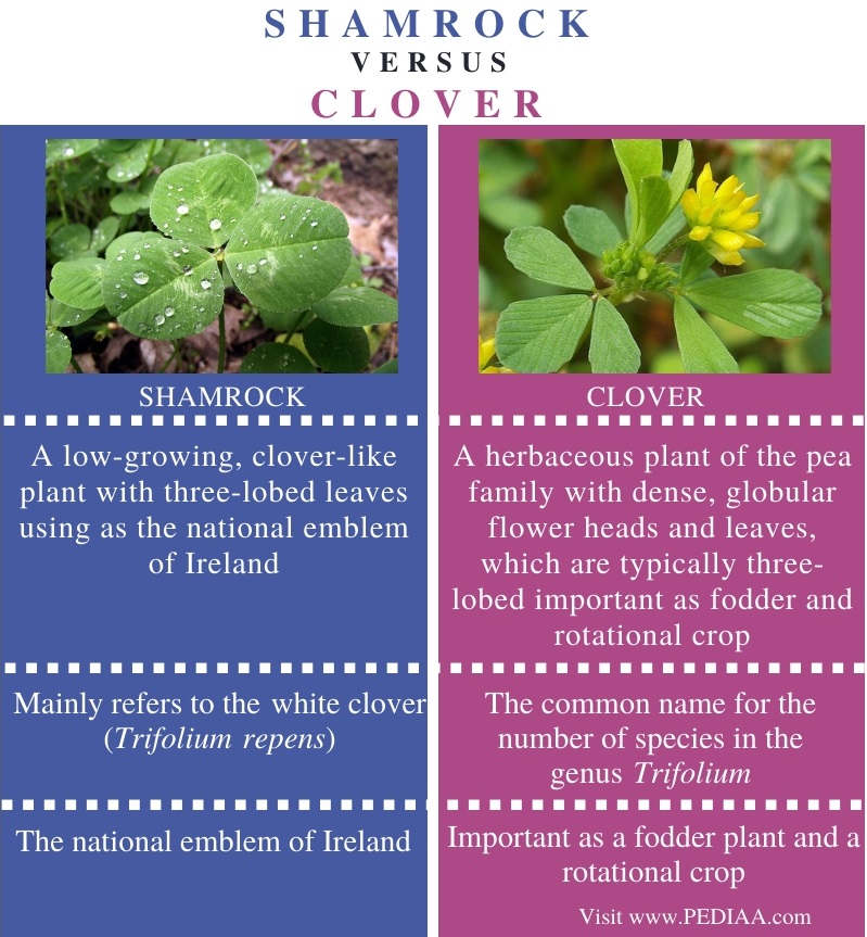 Difference Between Shamrock and Clover - Comparison Summary