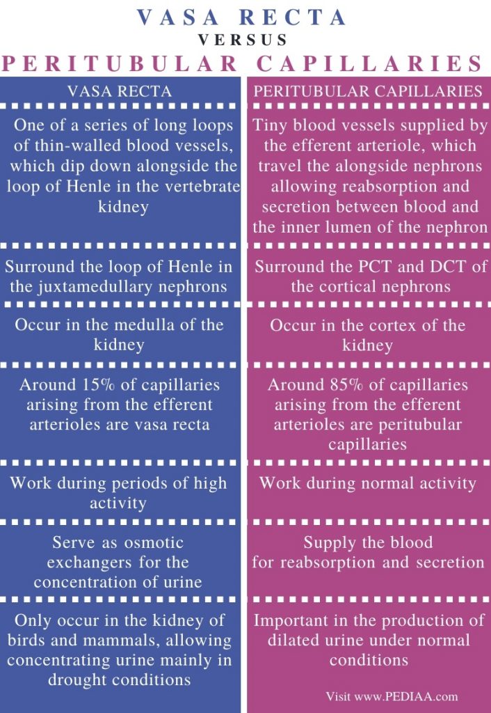 What is the Difference Between Vasa Recta and Peritubular Capillaries