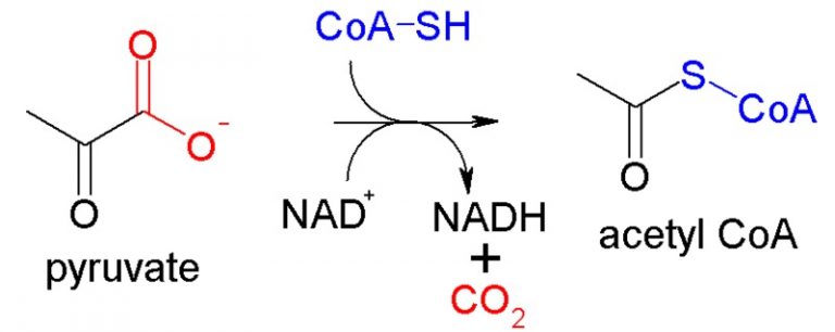 What Is The Difference Between Acetyl Coa And Acyl Coa Pediaa