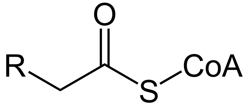 What is the Difference Between Acetyl and Acyl CoA