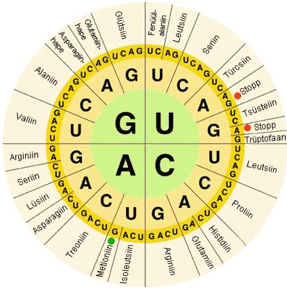Main Difference - Base Sequence vs Amino Acid Sequence