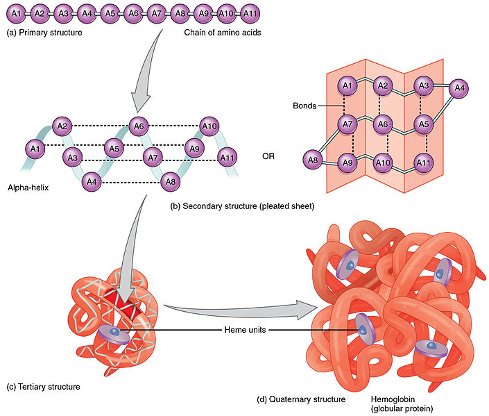 Base vs Amino Acid Sequences