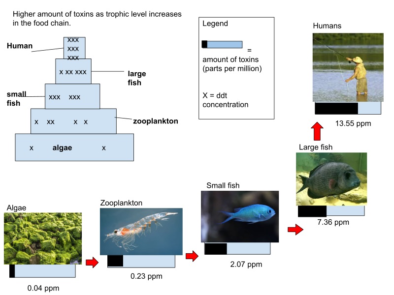 Main Difference - Bioaccumulation vs Biological Magnification
