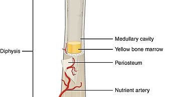 Difference Between Femur and Humerus