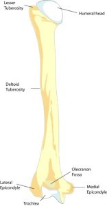 What is the Difference Between Femur and Humerus - Pediaa.Com