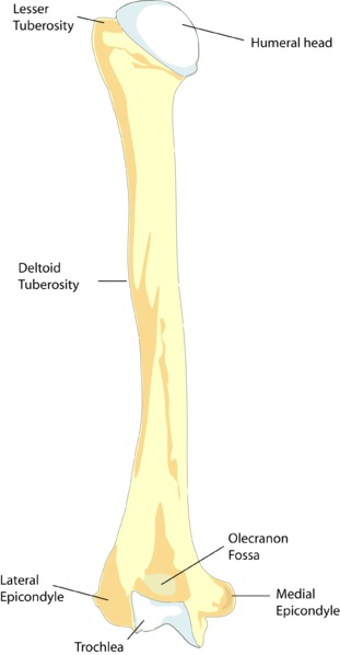 Femur vs Humerus