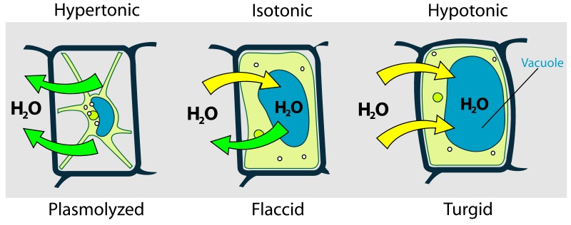 Difference Between Flaccid and Plasmolysed