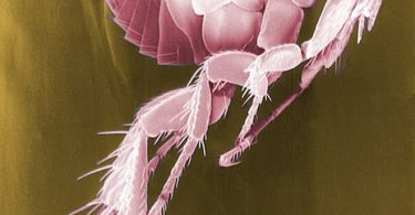 What is the Difference Between Fleas and Mites_Figure1