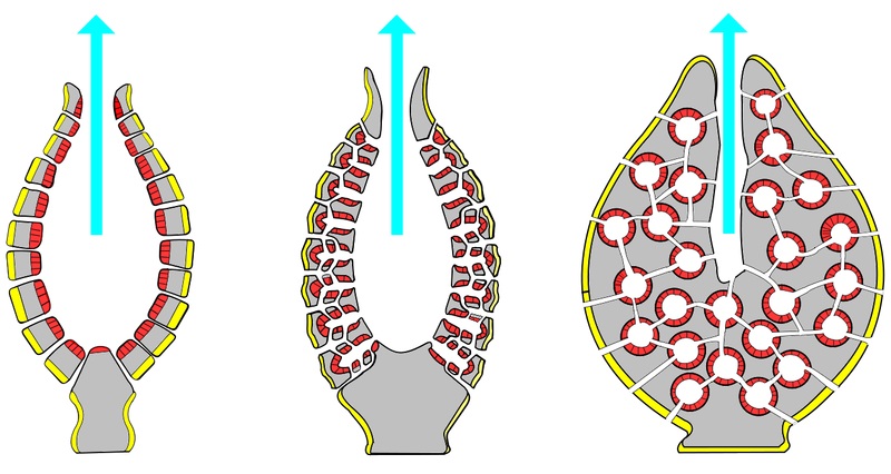 Mesoglea in Cnidarians vs Mesohyl in Poriferans