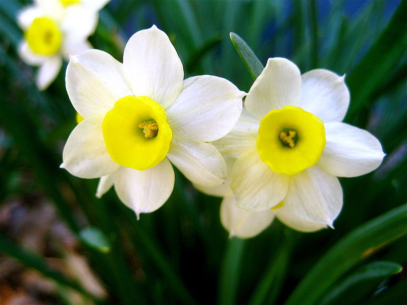 Difference Between Narcissus and Daffodil