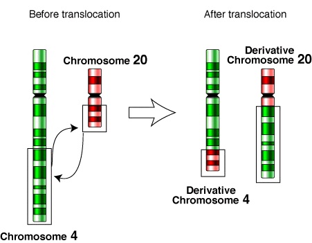 Difference Between Reciprocal and Nonreciprocal Translocation