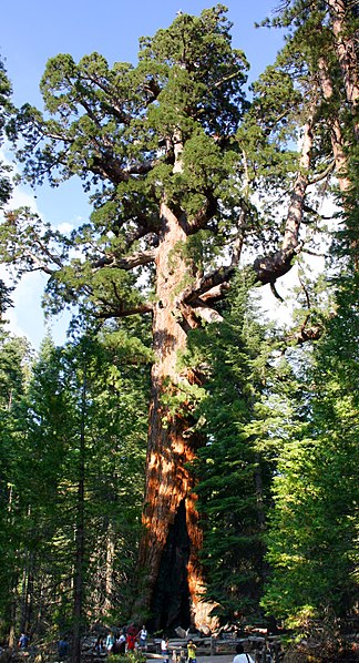 Main Difference - Redwood vs Sequoia