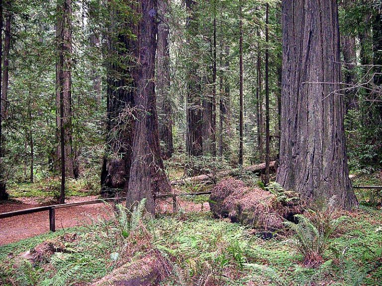 What is the Difference Between Redwood and Sequoia