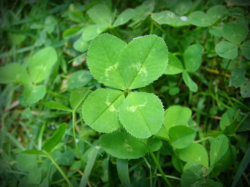Difference Between Shamrock and Clover