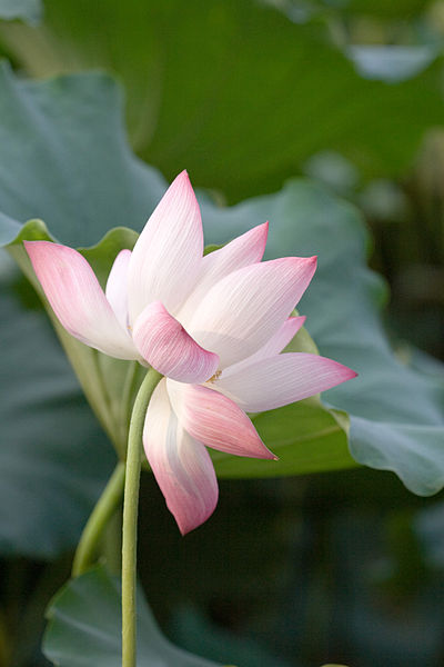 Main Difference - Water Lily vs Lotus