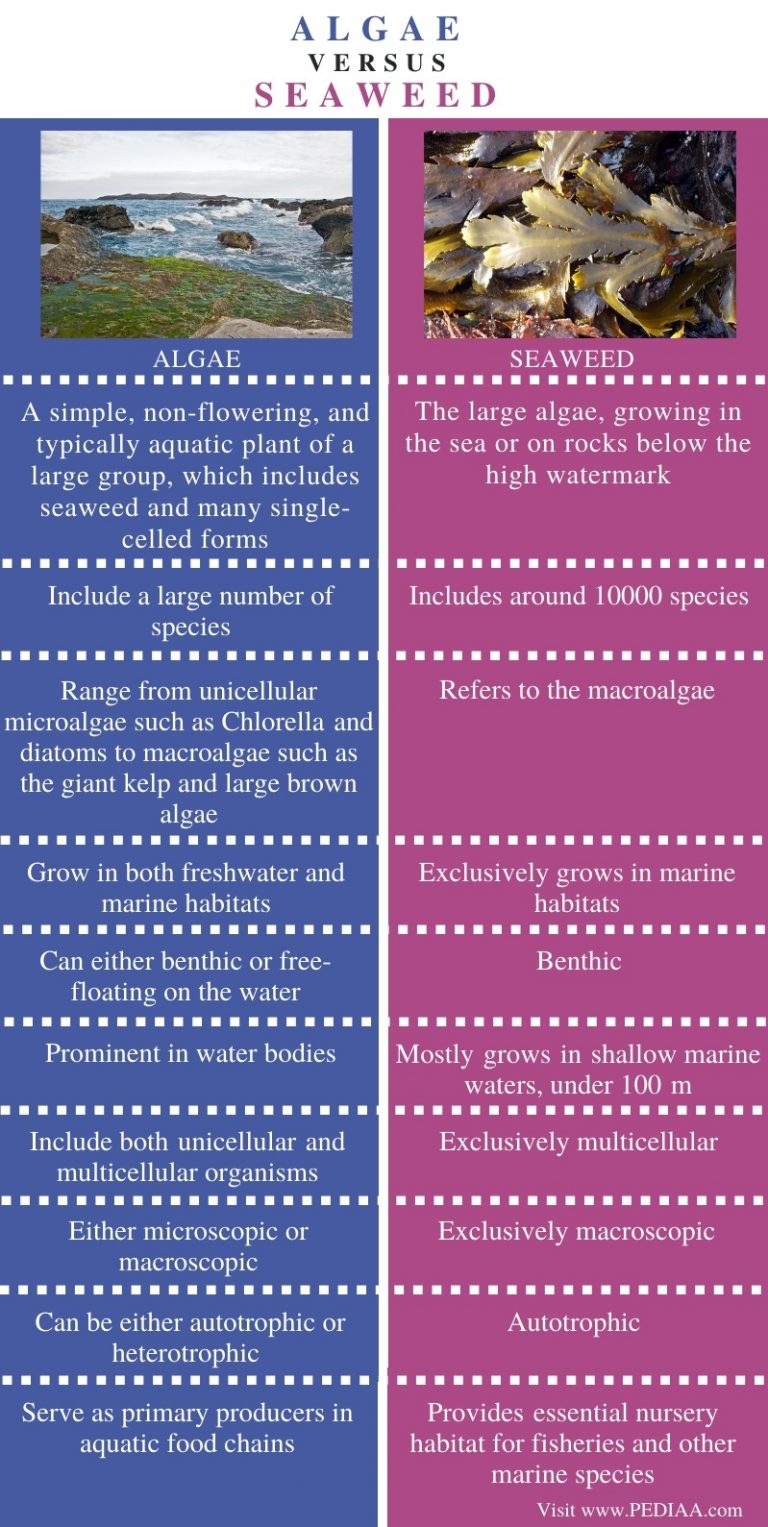 What is the Difference Between Algae and Seaweed