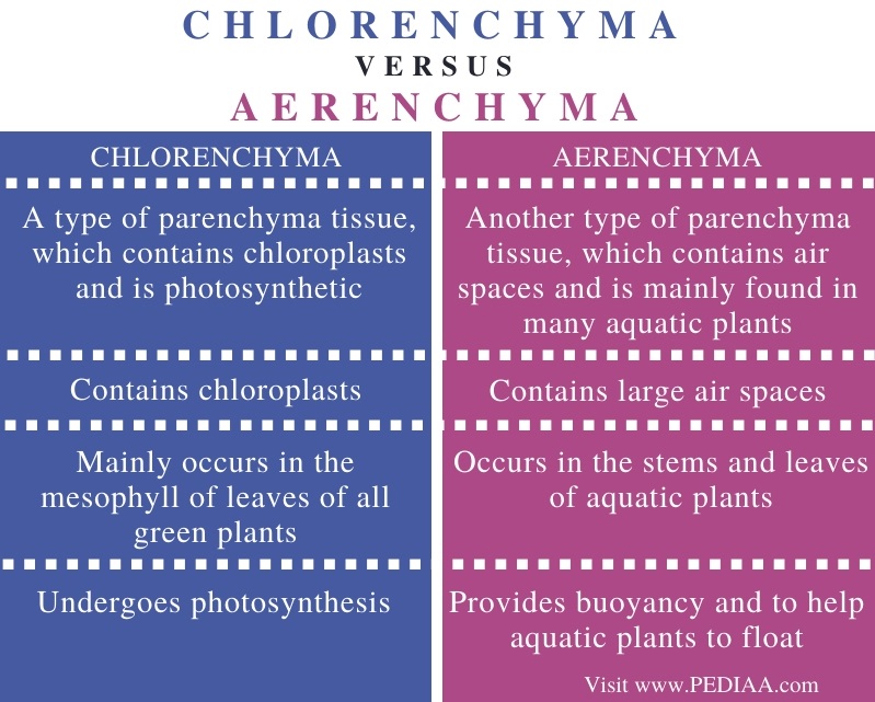 Difference Between Chlorenchyma and Aerenchyma - Comparison Summary