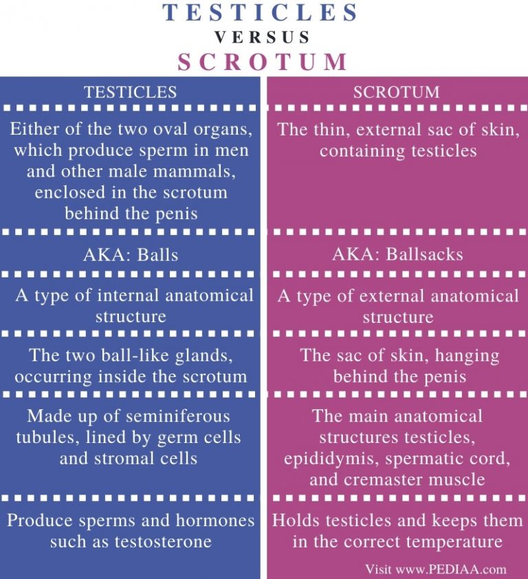 What is the Difference Between Testicles and Scrotum - Pediaa.Com