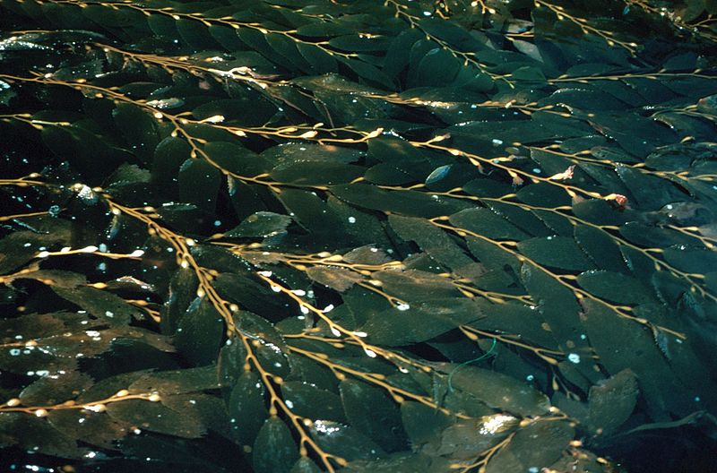Difference Between Algae and Seaweed