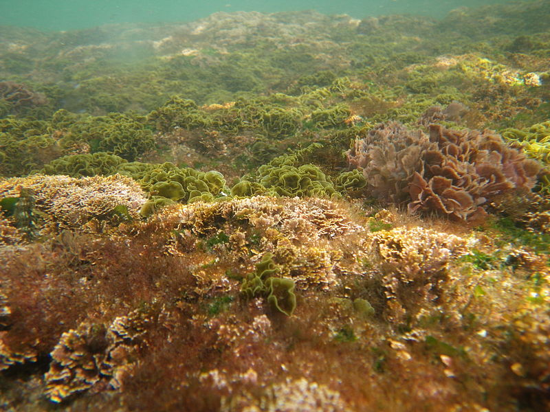 Main Difference - Algae vs Seaweed