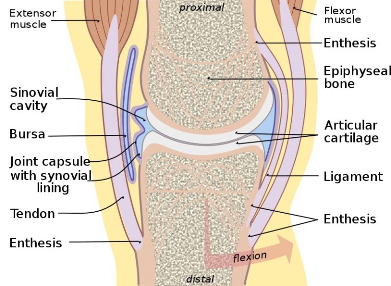 What is the Difference Between Bursa and Synovial Fluid