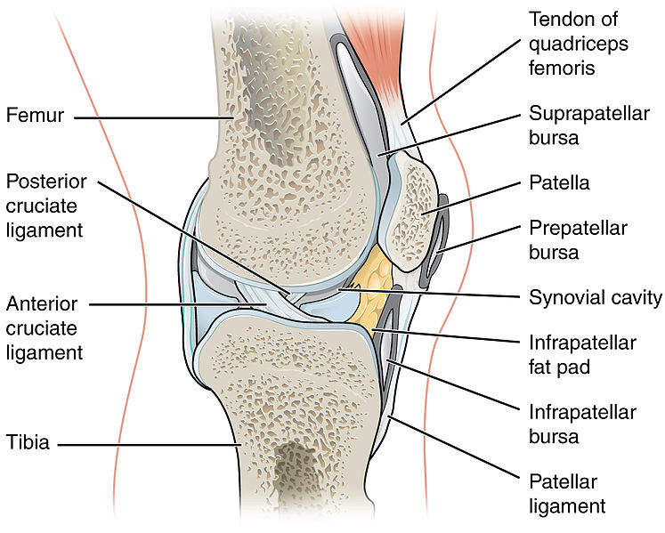 Main Difference - Bursa vs Synovial Fluid