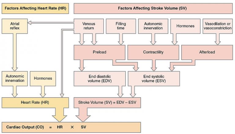 what-is-the-difference-between-cardiac-output-and-stroke-volume