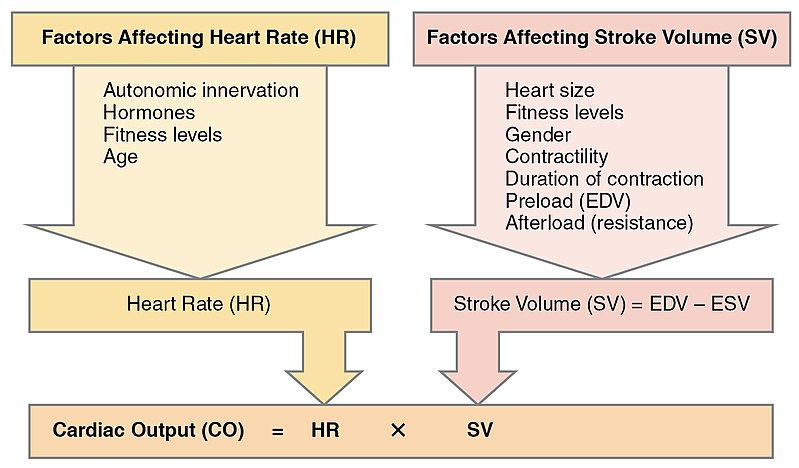 what-is-the-difference-between-cardiac-output-and-stroke-volume