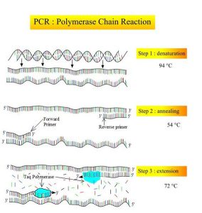 dna renaturation experiments are useful strategies to estimate the