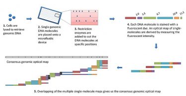 Difference Between Genetic and Physical Mapping