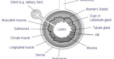 Difference Between Ileum and Ilium