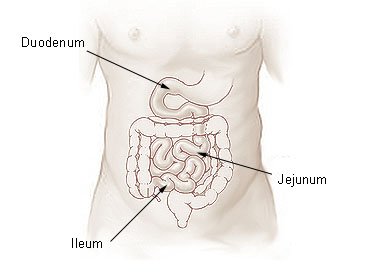 Main Difference - Ileum vs Ilium
