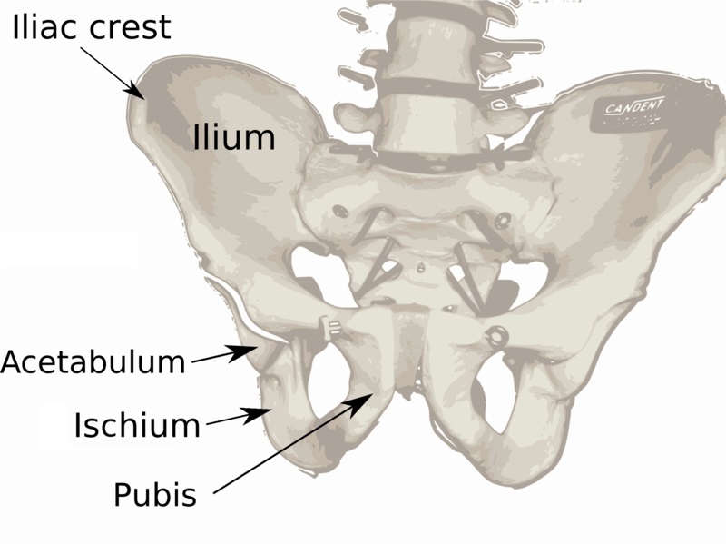 the-hip-bone-ilium-ischium-pubis-teachmeanatomy