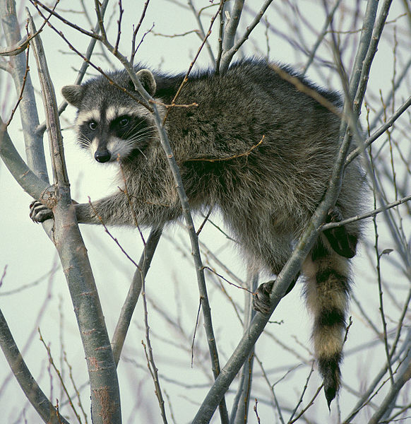 Main Difference - Possum vs Raccoon