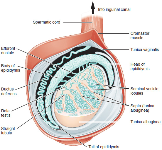 Difference Between Testicles and Scrotum