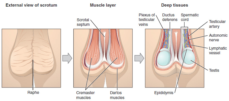 Main Difference -Testicles vs Scrotum