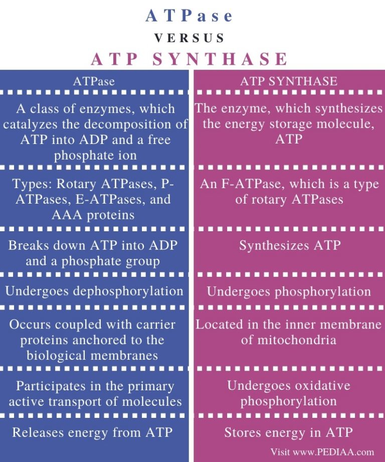 what-is-the-difference-between-atpase-and-atp-synthase-pediaa-com