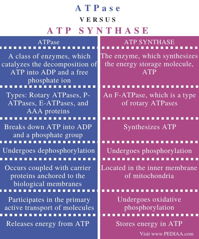 Difference Between ATPase and ATP Synthase - Comparison Summary