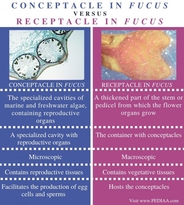 What is the Difference Between Conceptacle and Receptacle in Fucus