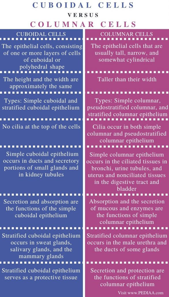 What is the Difference Between Cuboidal and Columnar Cells