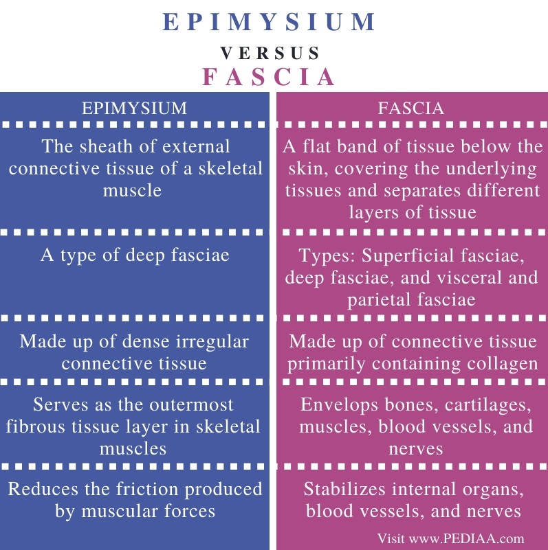 Difference Between Epimysium and Fascia - Comparison Summary