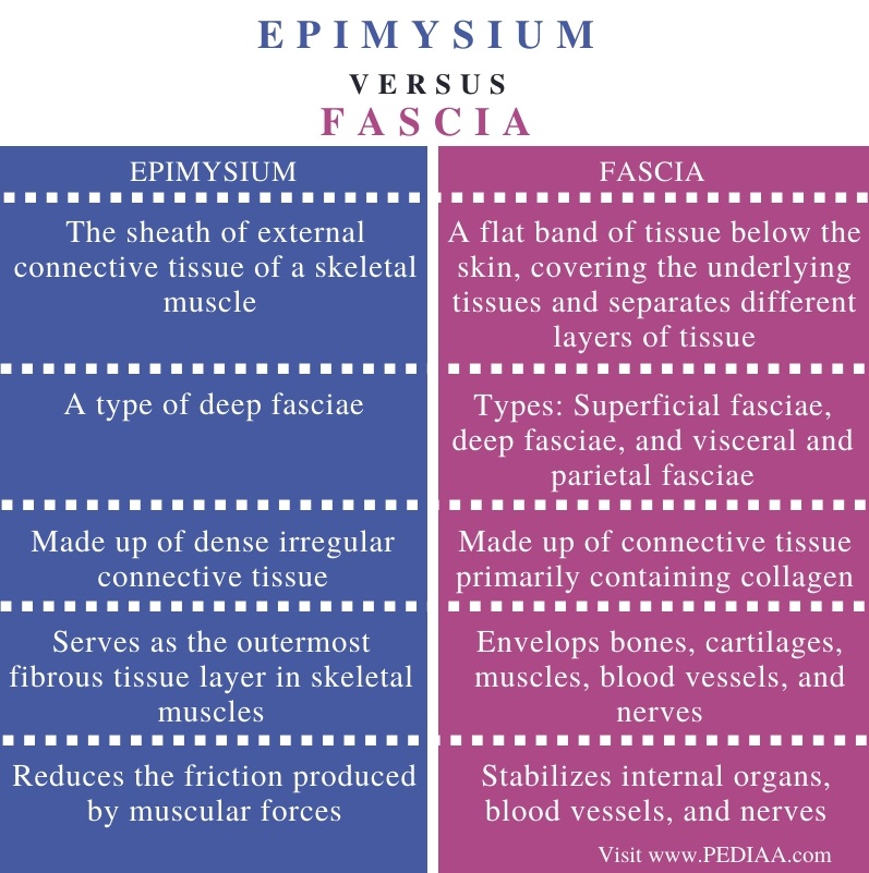 What Is The Difference Between Epimysium And Fascia Pediaa Com