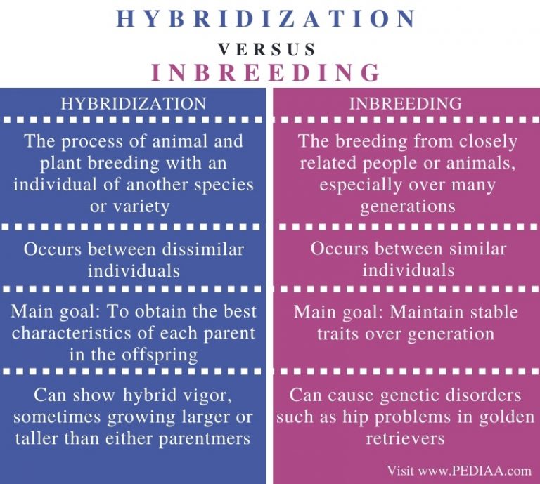 What is the Difference Between Hybridization and Inbreeding