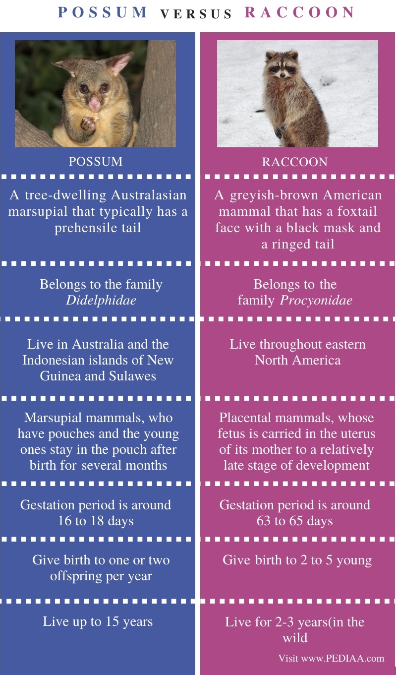 Difference Between Possum and Raccoon - Comparison Summary