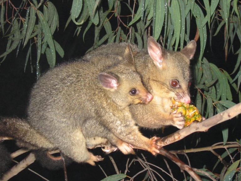 Difference Between Possum And Raccoon